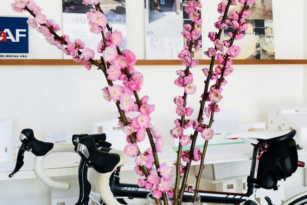 梅の花
